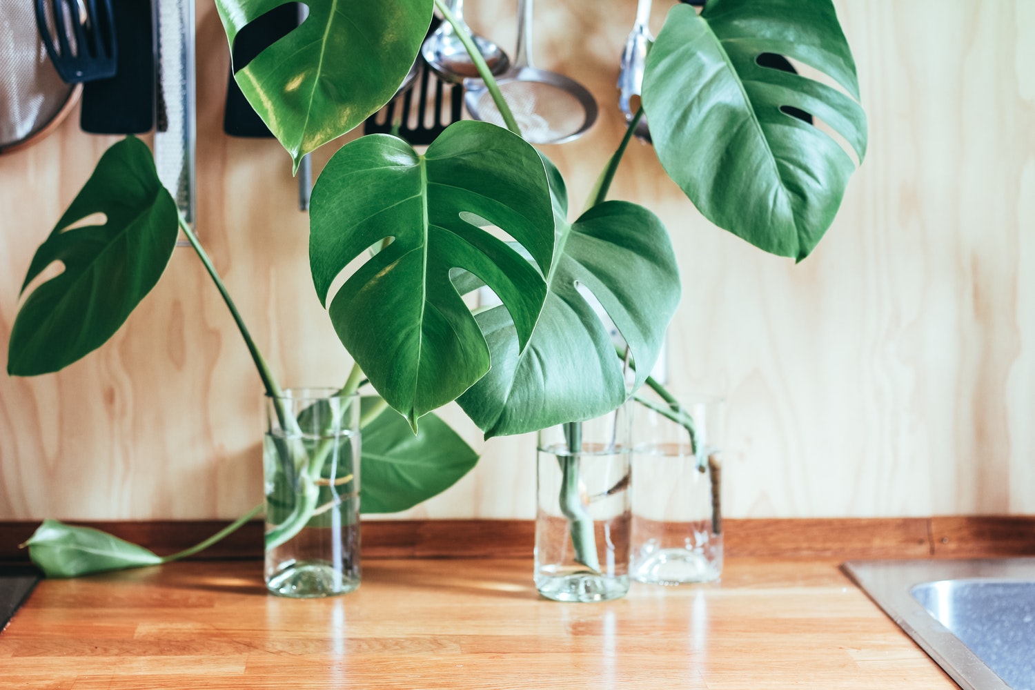 How house plants and home gardens contribute to the environment 