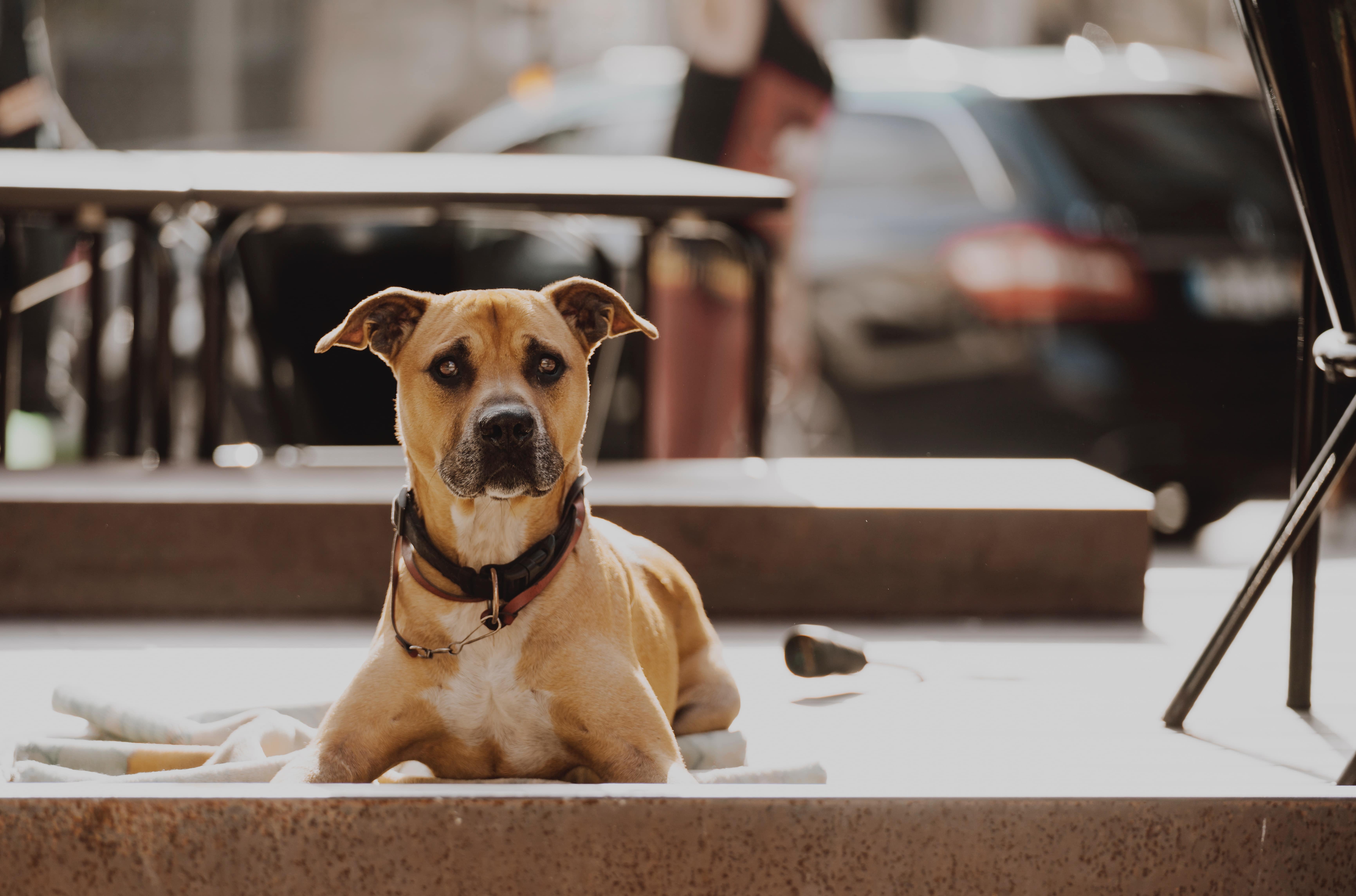 Pet policy for tenants is what landlords should also take care of.